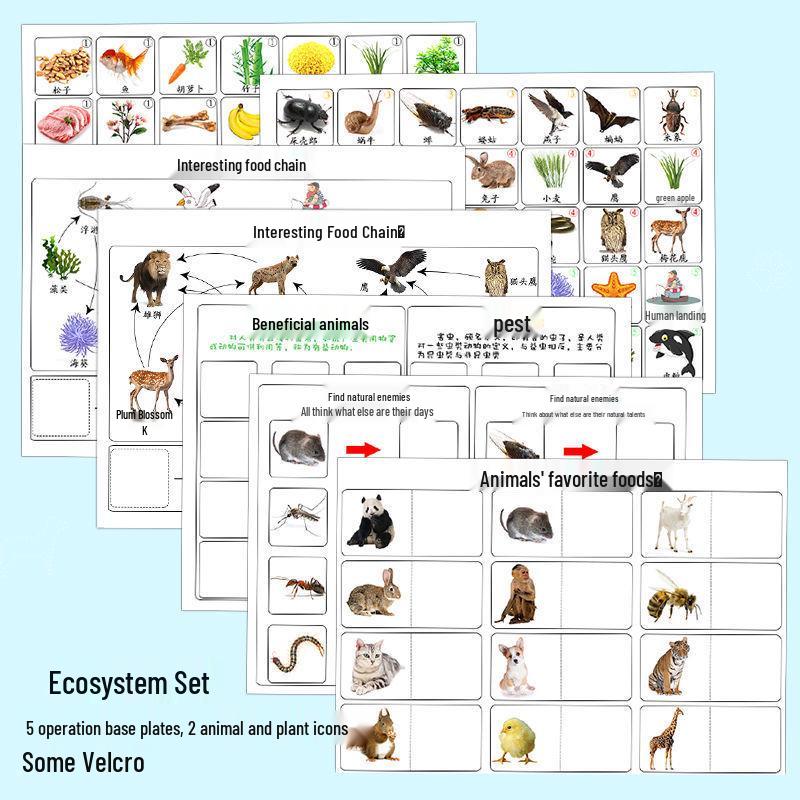 

Научные материалы для детского сада ручной работы: Игры и учебные пособия для распознавания пищевых цепей Standard