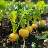 300 Yellow Round Radish Seeds - Semi-Wild Permaculture