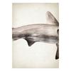 Marine Animals Canvas Paintings Great White Shark Posters and Prints Killer Whale Wall Art Picture for Home Decoration No Frame