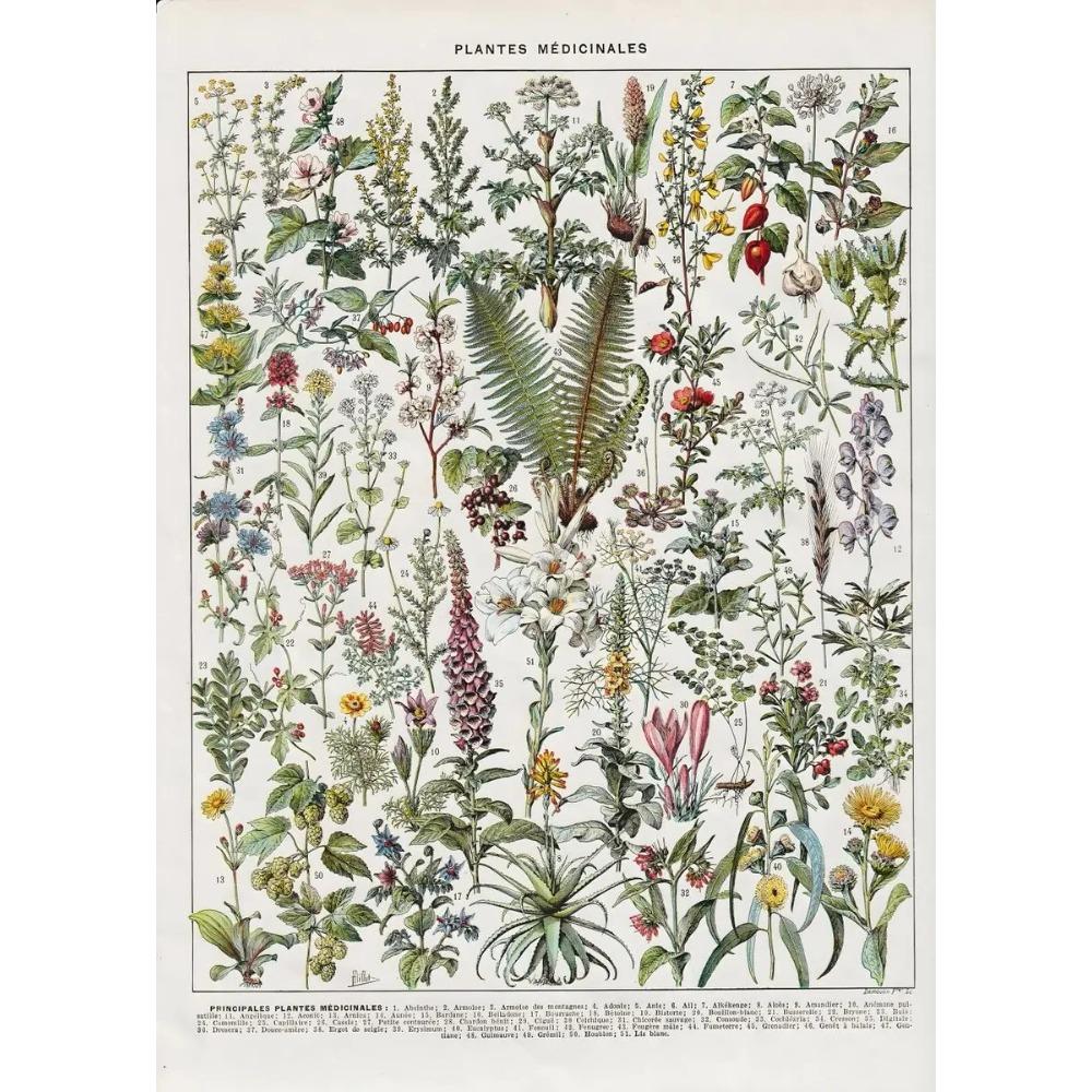 Arte Murale Classica Vintage Piante Fungo Fiore Medicinale Insetto Farfalla Verdura Zucca Carota Tela Poster ad Olio e Stampe