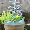 1Pc/3Pcs 320ml Self Watering Planter Insert Drippers Indoor Plant Automatic Watering Bulb Spike for Garden Home Use