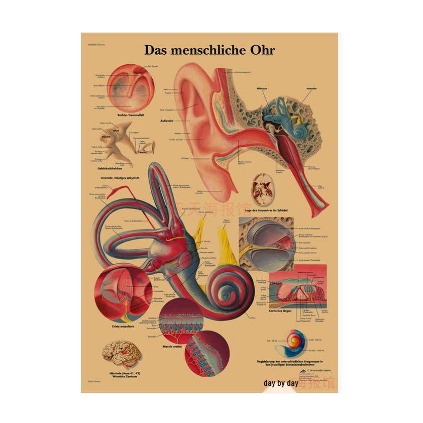 Anatomie kosterního svalstva Diagram Retro plakát pro výzdobu třídy Nástěnné umění (584)