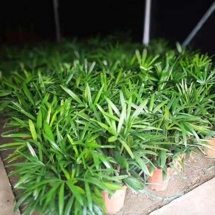 Bambusa multiplex 'Golden Bamboo': Large Evergreen Indoor Plant, Air-Purifying Foliage in Pot