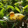 Floating Duck Ducklings Pond Statue Ornament Plastic Duck Decoy Floating Decorative Animal Sculptures Outdoors