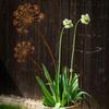 Landscape Decoration Metal Decorative Garden Stakes Creative Antique Design Garden Pile Art Plant Shaped Floor Plugs Home