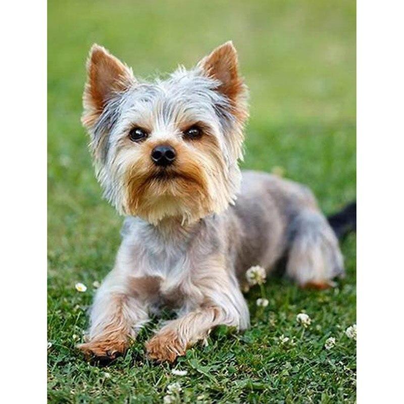 

Полный круглый дрель из смолы 5D DIY Алмазная картина Собака Алмазная вышивка Животные Вышивка крестиком Искусство Ручная работа Подарок Домашний декор Full Round 30x40cm