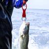 Grsaed Aluminum Fish Lip Gripper with Scale and Lanyard