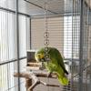 Stainless Steel Hanging Molar Toy Wear-resistant Bird Cage Toy Parrot Gnaw Toy  Development Puzzle