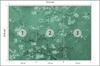 Photomural Van Gogh Blossoms In Green Iq-1261-C Non-Woven 312x219