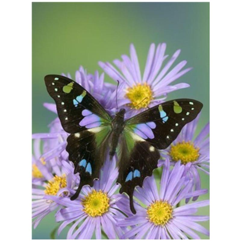Volle 30X40CM 5D Diy Diamant malerei Farbe schmetterling Stickerei Kreuz Stich Home Decor Handmade