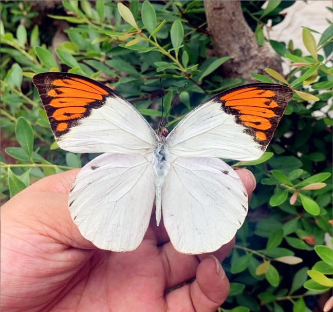 Insect Specimen Collection, Real Frame Butterfly For Science Education And Home Decoration