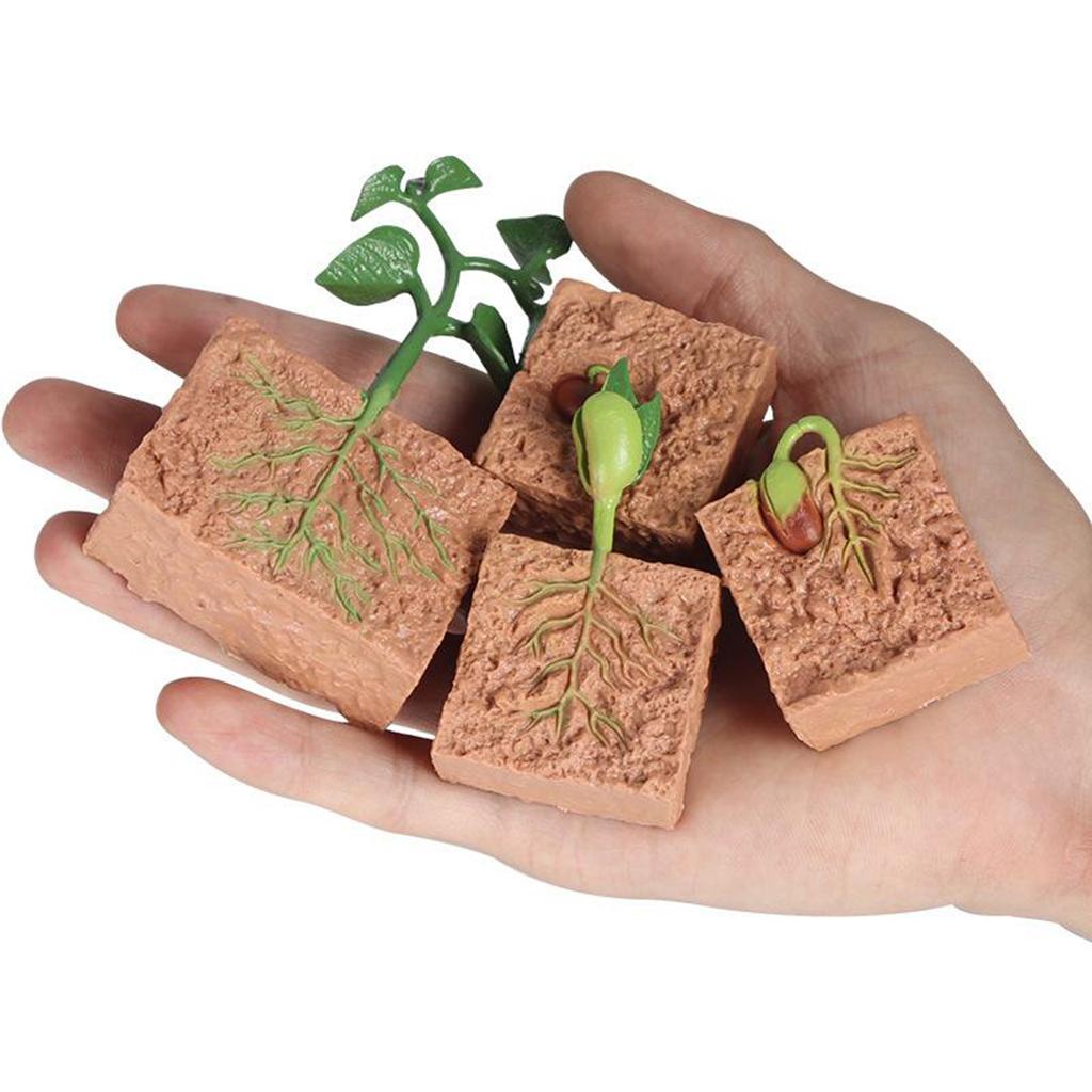 Seed Growth Model Montessori Educational Toys Plant Growth Process Cognition Montessori School Creative Early Education Toys