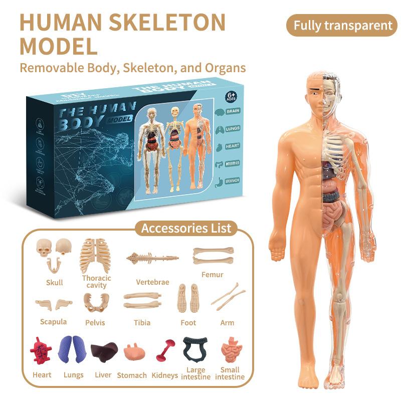 

Детские анатомические игрушки Интерактивная модель человеческого тела, Сборная модель органов человеческого торса для детей, изучающих науку анатомию, Возраст 6+