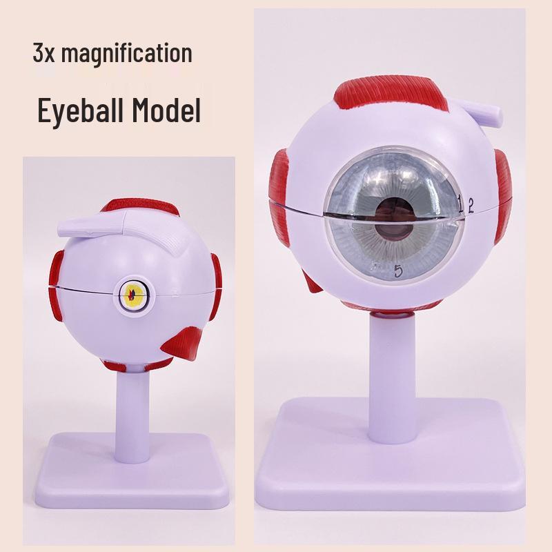 6x Magnified Human Eyeball Anatomy Teaching Model