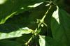 SAFLAX Dwarf Coffee - 8 Seeds - Coffea Arabica Nana