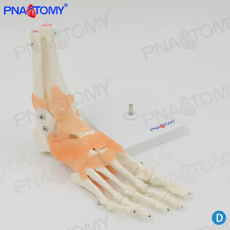 Foot Joint Model with Ligaments: Ankle, Palm, and Bone Skeleton for Teaching Orthopedics and Musculoskeletal System 24x10x20 cm