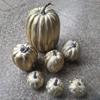 7 st Blandade Konstgjorda Pumpor Dekoration Höst Halloween Dekorativ Pumpa för Utställning Trädgård