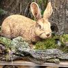 Adorable rabbit statuette - perfect garden decoration