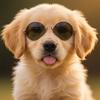 Round glasses cat sunglasses UV protection glasses trendy cool accessories metal glasses pet supplies sunglasses