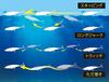 SHIMANO Saltwater Lure Sinking Pencil Colt Sniper Rock Flat 150S Jet Boost 001 Kyorin Iwashi XX-S15S