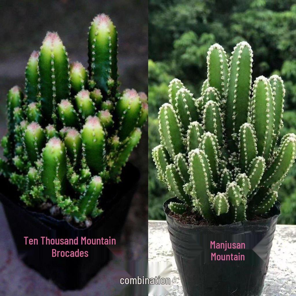 Ten Thousand Layer Mountain Money-Attracting Succulent Cactus Tree for Indoor and Office Decor