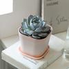 Květináče Odolná proti deformaci Zahuštěná lehká plastová sukulentní rostlina