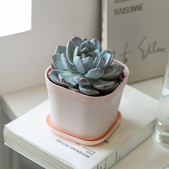 Květináče Odolná proti deformaci Zahuštěná lehká plastová sukulentní rostlina
