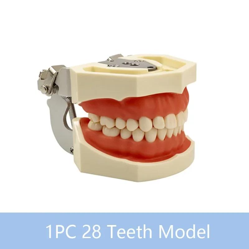 32 zobi zobārstniecības mācību modelis, mīkstas