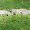 4pcs Dragonfly Garden Stake, Plastic Yard Sign With Stake For Garden Decor, Halloween Decor, Fall Decor, Thanksgiving