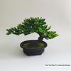 Indoor Welcoming Pine Bonsai: Artificial Potted Plant Decor for Home, Living Room, or Office