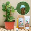 Tree Wound Sealer Tree Wound Sealer Healing Paste Quick Recovery Dressing Paste Grafting Aid For Roses Various Flowers Bonsai