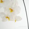 High Quality Luxury Flowers Latex 8 Heads Butterfly Orchids Artificial Real Touch Phalaenopsis Orchid Wedding Decor