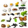 Simulation Life Cycle Animals Model Children Montessori Toy Insect Plant Growth Cycle Biology Science Educational Toy Tmz