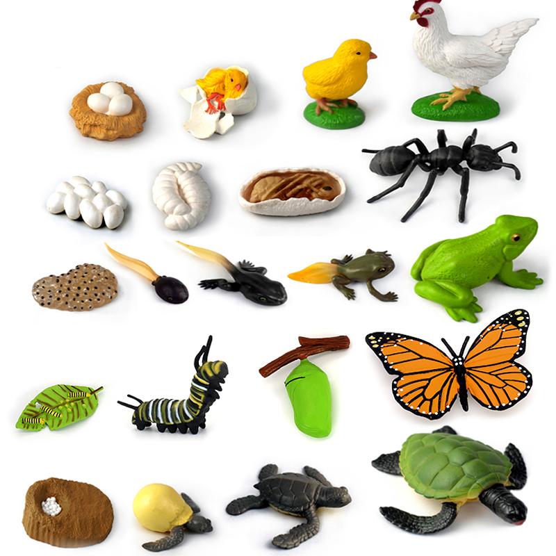 Simulation Life Cycle Animals Model Children Montessori Toy Insect Plant Growth Cycle Biology Science Educational Toy Tmz