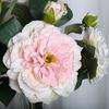 Artificial Peony with Green Leaves 2 Head Realistic Fake Silk Flower