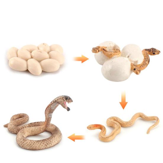 Model Toy Educational Design Early Simulation Plastic Animal Learning Growth Cycle Miniature