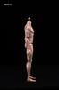 12-inch Male Body Figure, Muscular Male Body Model, Fits 16 Head Sculpt (M)