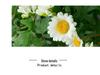 Stylish Daisy Pendant Faux Flower Vine for Indoor Wall Decoration and TV Background
