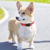 Reflective Adjustable Large Dog Collar - Non-Choke Design