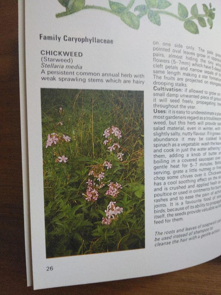 [USED] Defective Plant Encyclopedia Herbs Foreign Books HERBS Botanical Art