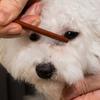 Pente Facial de Limpeza para Animais de Estimação Remove Manchas Lacrimais Pente para Remelas Tesoura para Reparo de Pelos de Cão Pente para Pelos de Gato Suprimentos de Limpeza para Animais de Estimação Acessórios