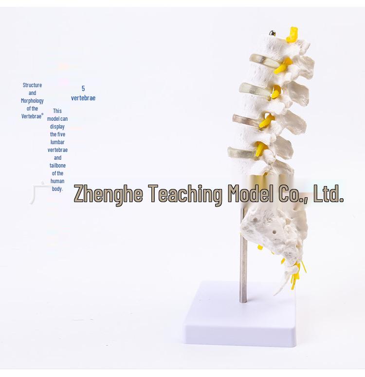 Natural Lumbar Vertebrae with Coccyx Model - Teaching Tool