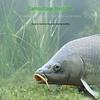 German Nylon Fishing Line: Anti-Curl, Invisible, Super Strong Tensile Strength