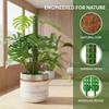 Plant Climbing Frame Plant Moss Poles Plant Stakes Indoor Plants Moss Poles For Monstra Plants Water Moss Poles Green Dill Vine