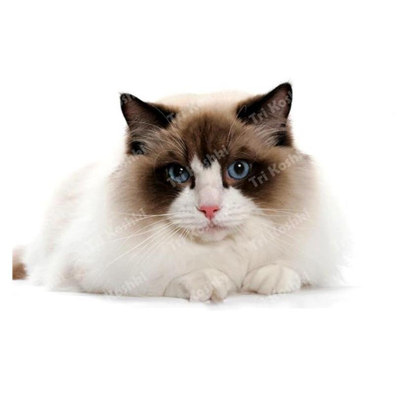 Tri koshki RC035 Anime Dog Ragdoll Sticker Waterproof PVC Decoration Door Living Room Kids Room