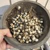 High Quality Mini Skull Miniature Model for Halloween Home Decor Dollhouse Plant Fish Tank Decoration