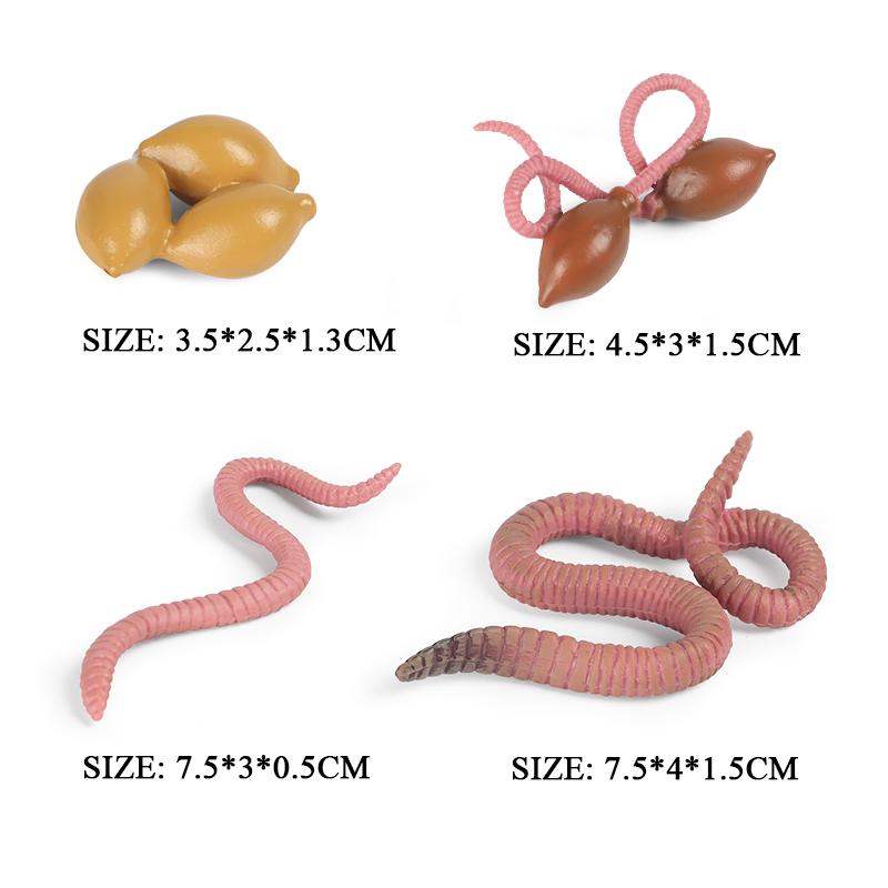 Animal Growth Cycle Model Children's Toys Montessori Teaching Aids Plant Animal Growth Cycle Model Set Preschool Cognitive Toys