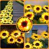 Solar LED Fairy Lights Outdoor Simulated Sunflower Lawn Lamp Garden Ground Light Wedding Valentine's Day Ramadan Decoration
