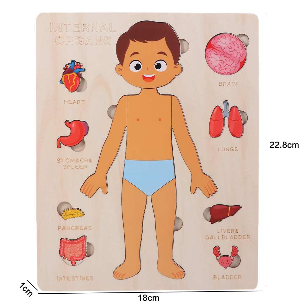 Boys Girls Wooden Human Body Puzzle Multi-Layer Educational Anatomy Jigsaw  Preschool Game