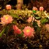 Waterproof LED Solar Lotus Garden Lamp - Outdoor Decorative Landscape Light with Ground Stake